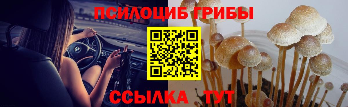 Выборг  Галлюциногенные грибы Psilocybe  Вход с VPN  Псилоцибиновые грибы прущие грибы 
